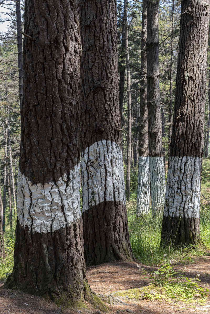 Vizcaya - Kortezubi 07 - bosque de Oma.jpg
